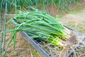 Packera aurea Golden Ragwort Seeds | Native Perennial Wildflower for Pollinator Gardens & Natural Landscaping