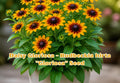 Dwarf Red Coreopsis Seeds | Plains Coreopsis Tinctoria Annual Flower | Easy Grow Low Maintenance Plant | 250 Seeds