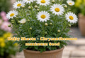 Dwarf Yellow Coreopsis Lanceolata Seeds - Perennial Wildflower Plant, Bright Yellow Blooms, 50 Seeds
