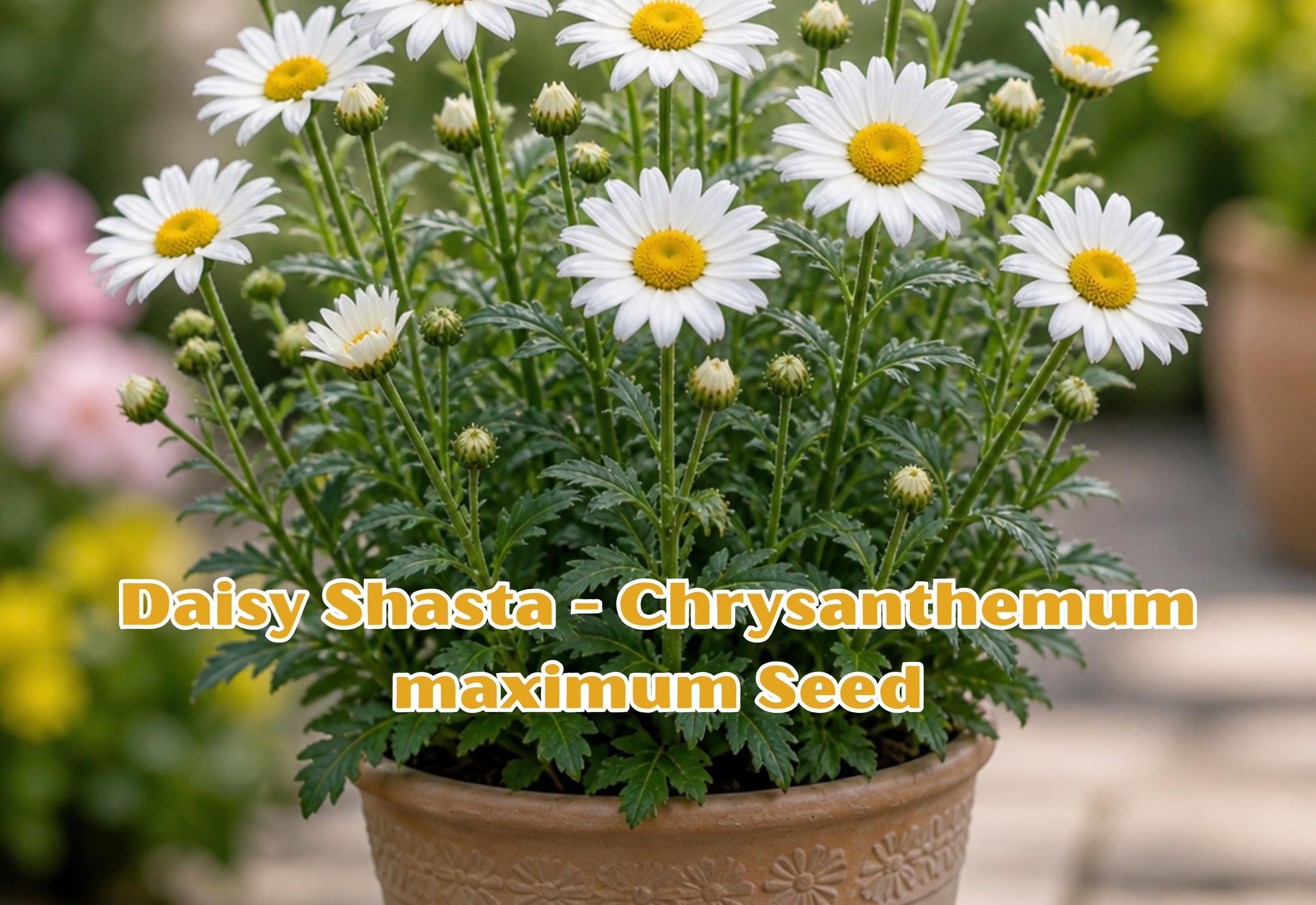 Dwarf Yellow Coreopsis Lanceolata Seeds - Perennial Wildflower Plant, Bright Yellow Blooms, 50 Seeds