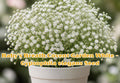 Teddy Bear Dwarf Sunflower Seeds – Fluffy Yellow Blooms, Helianthus annuus, Easy Grow Annual Garden Plant, 15 Seeds