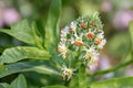 Black Chokecherry Seeds (Prunus virginiana) – Edible Fruit, Wildlife Support, Native Shrub or Small Tree