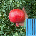 Pomegranate Cuttings 4 Pack Punica granatum ‘Wonderful’ Fruit Tree Propagation Unrooted