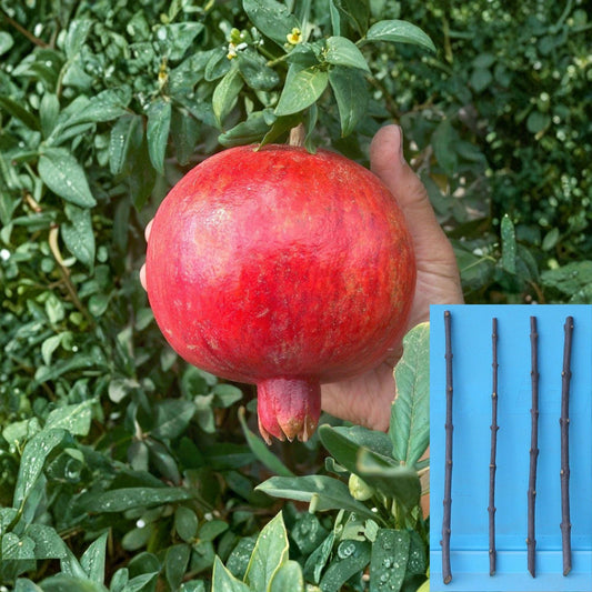 Pomegranate Cuttings 4 Pack Punica granatum ‘Wonderful’ Fruit Tree Propagation Unrooted