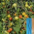 Honey Jar Jujube Cuttings – Ziziphus jujuba – Grafting Material for Fruit Tree Variety Change