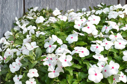 Polka Dot Vinca Seeds – Catharanthus roseus, Bicolor Flower, Annual Bedding Plant, Heat Tolerant, Container & Garden Plant