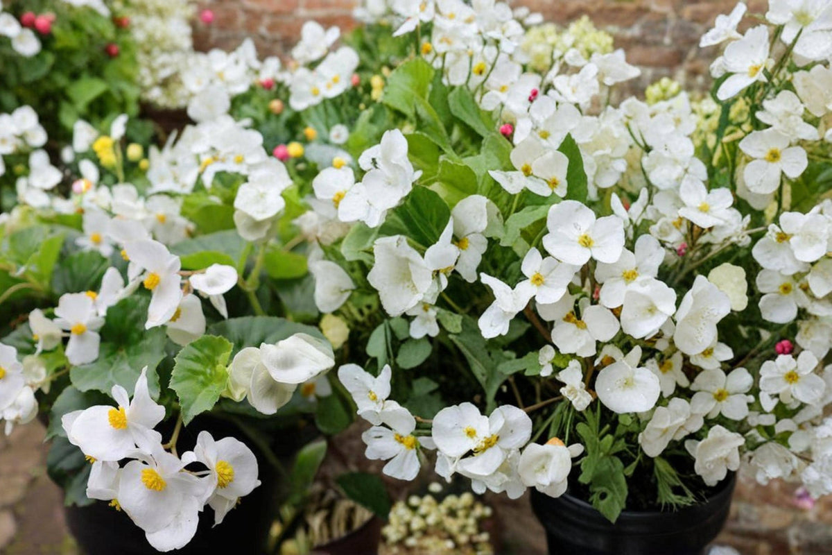 White Begonia Seeds – Begonia semperflorens, Cocktail Series, White Flowers, Compact Annual Flower Seed for Gardens & Containers