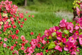Rose Red Begonia Seeds – Begonia semperflorens, Fibrous-rooted Annual Flower, Deep Red Blooms, Dark Foliage, Container & Garden Bedding