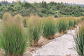 Switchgrass Seeds 100 Pack – Panicum virgatum Native Prairie Grass for Erosion Control & Restoration
