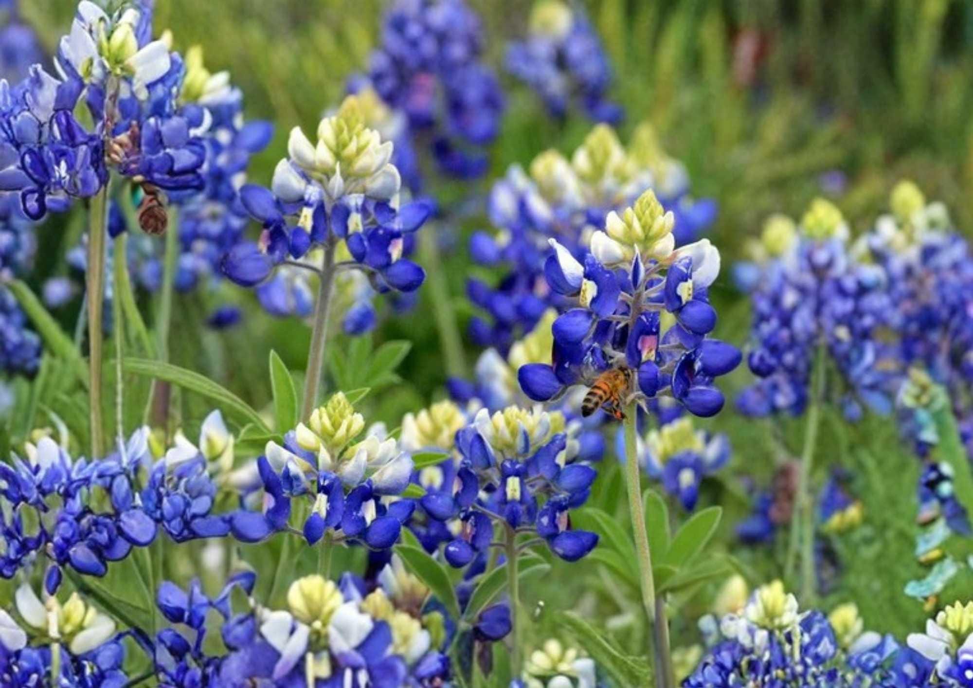 Texas Bluebonnet Seeds – Wildflower Seeds for Garden, Vibrant Blue Blooms, Fragrant, Pollinator-Friendly, Texas State Flower, 100+ Seeds