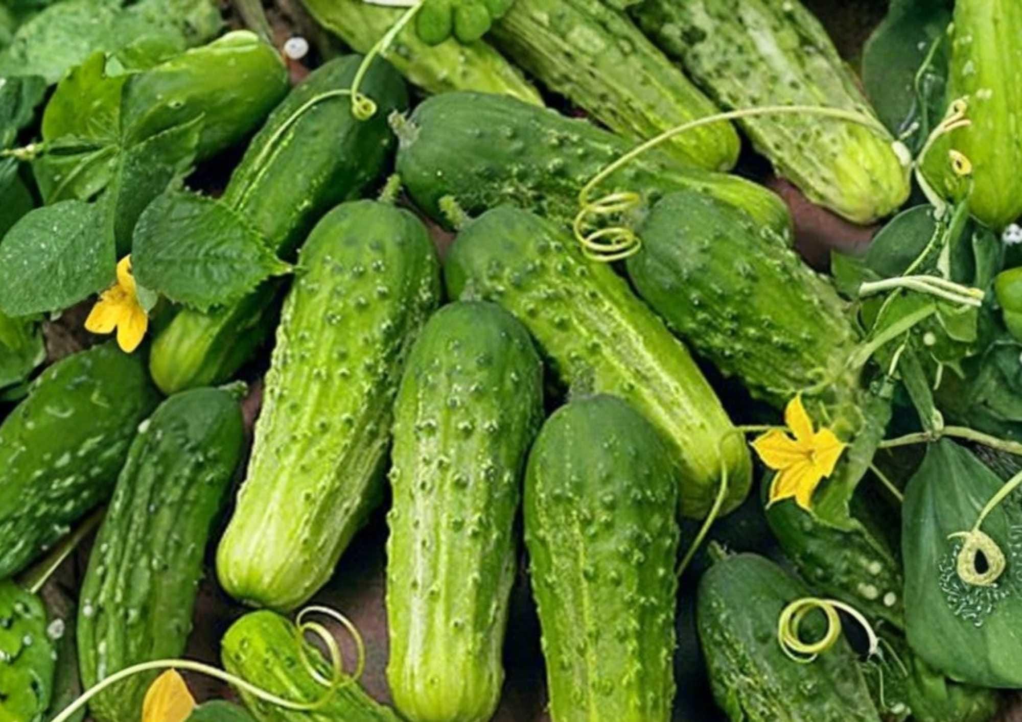 100+ Wisconsin SMR-58 Cucumber Seeds, Heirloom Non-GMO Pickling Vegetable Seeds for Garden, High Yield, Crisp Green Fruits