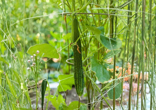 Suyo Long Cucumber Seeds – Heirloom Non-GMO, Asian Long Sweet Crisp Variety for Garden Planting