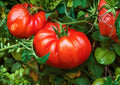 Beefsteak Tomato Seeds – Heirloom Large Red Slicing Vegetables for Garden Planting, Solanum lycopersicum