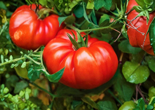 Beefsteak Tomato Seeds – Heirloom Large Red Slicing Vegetables for Garden Planting, Solanum lycopersicum