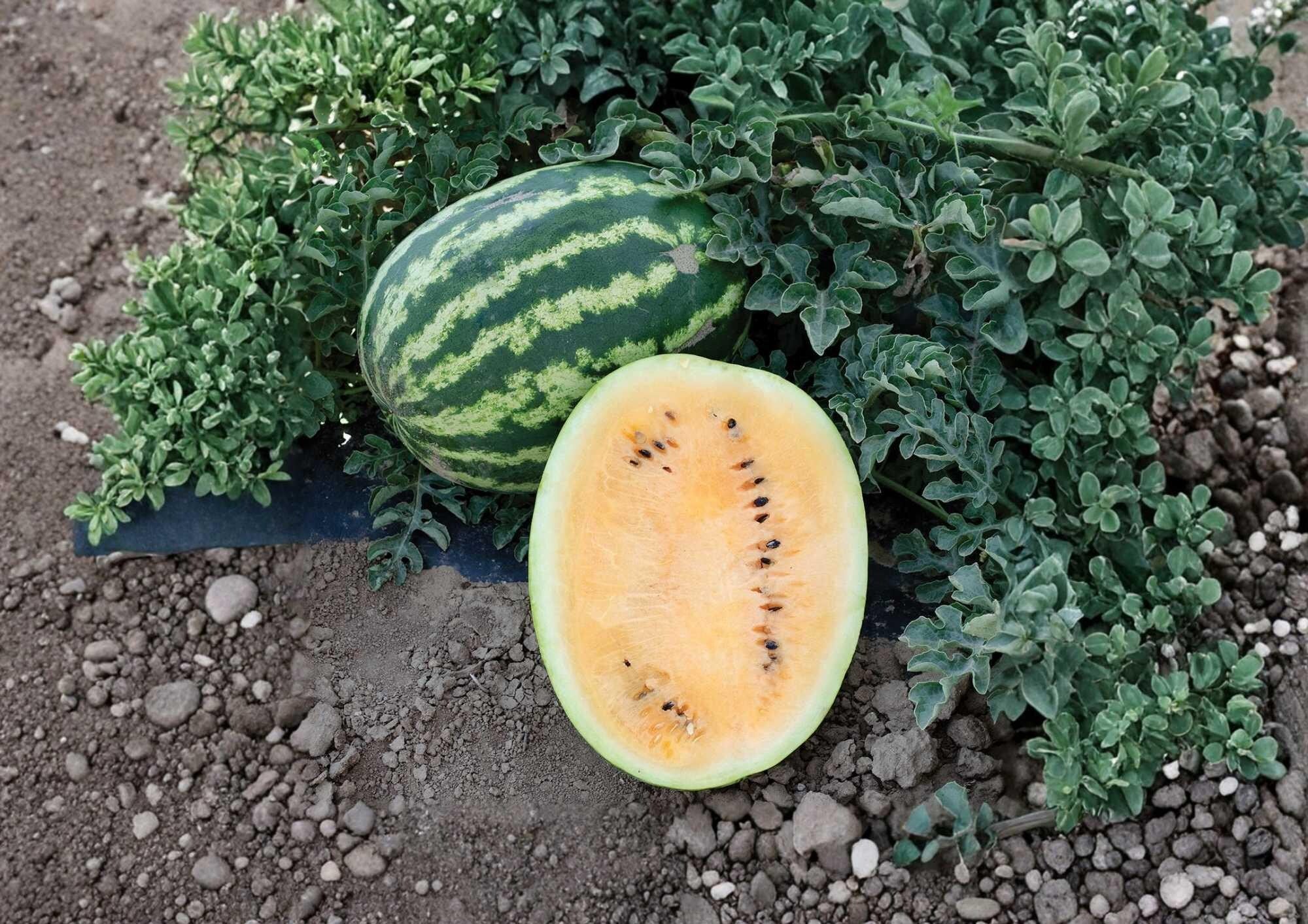 Mountain Sweet Orange Watermelon Seeds - Heirloom Non-GMO Fruit Seeds for Garden Planting, Juicy Orange Flesh Melon