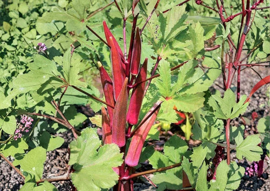 Red Burgundy Okra Seeds - Heirloom Non-GMO Vegetable Seeds for Garden Planting, Deep Red Pods, High Yield, Tender, Colorful Harvest