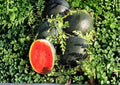 Sugar Baby Watermelon Seeds - Heirloom Non-GMO Fruit Seeds for Garden Planting, Compact Melon Variety with Red Flesh