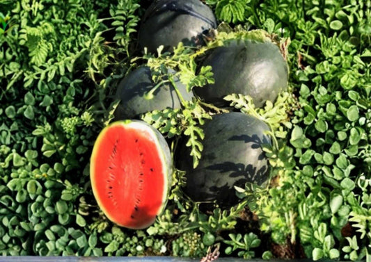 Sugar Baby Watermelon Seeds - Heirloom Non-GMO Fruit Seeds for Garden Planting, Compact Melon Variety with Red Flesh