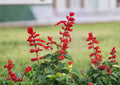 Scarlet Sage Seeds 500+ Salvia coccinea Wildflower Herb for Garden Pollinator Attracting Bright Red Blooms