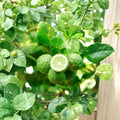 Kaffir Lime Cuttings – Citrus hystrix Propagation Stem Unrooted Plant Material for Growing