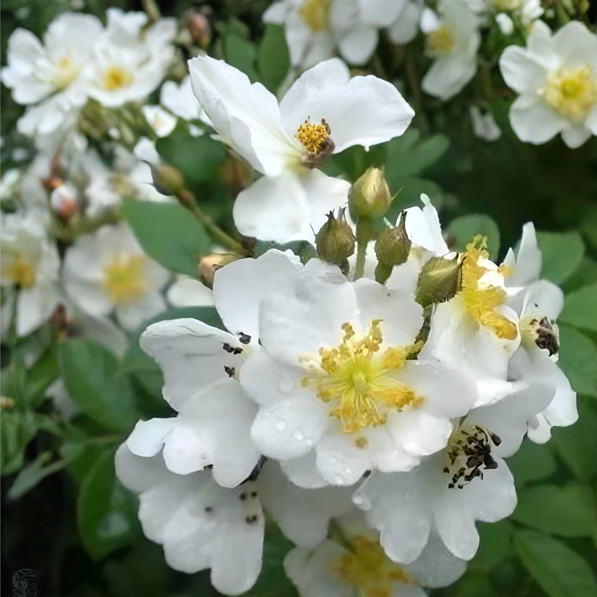 White Climbing Rose Plant - Bare Root 2-3 Ft Fragrant Vine Rosa spp. - Fast Growing, Ideal for Trellises and Arbors