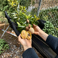 Sapodilla 5 Cuttings – Manilkara zapota Silas Wood Tropical Fruit Tree Grafting Propagation