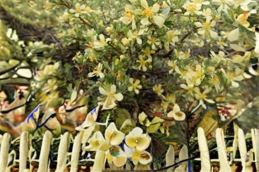 Antelope Bitterbrush Seeds – Purshia tridentata – Drought Tolerant Native Shrub for Xeriscape & Restoration