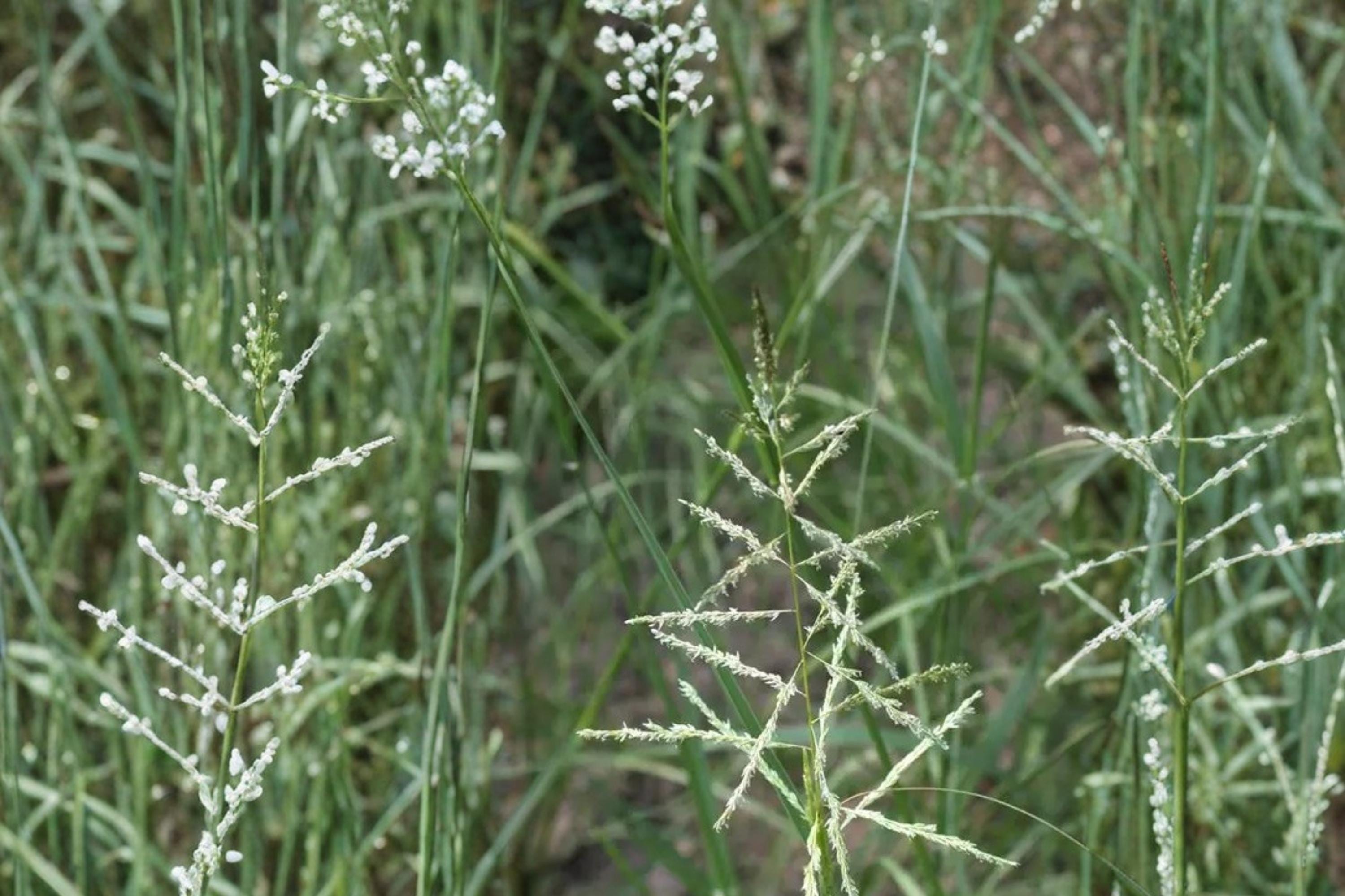 Sand Dropseed Seeds – Sporobolus cryptandrus Native Prairie Grass for Erosion Control & Drought Tolerance