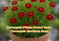 Autumn Beauty Sunflower Seeds – Tall Annual Cut Flower Garden – Large Multi-Colored Blooms – Helianthus annuus