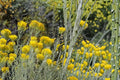 Rubber Rabbitbrush Seeds – Ericameria nauseosa – Drought Tolerant Perennial Shrub with Bright Yellow Flowers