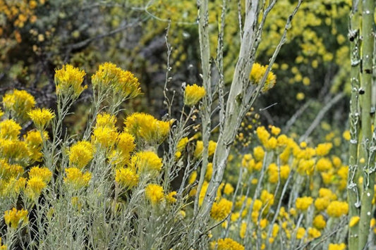 Rubber Rabbitbrush Seeds – Ericameria nauseosa – Drought Tolerant Perennial Shrub with Bright Yellow Flowers