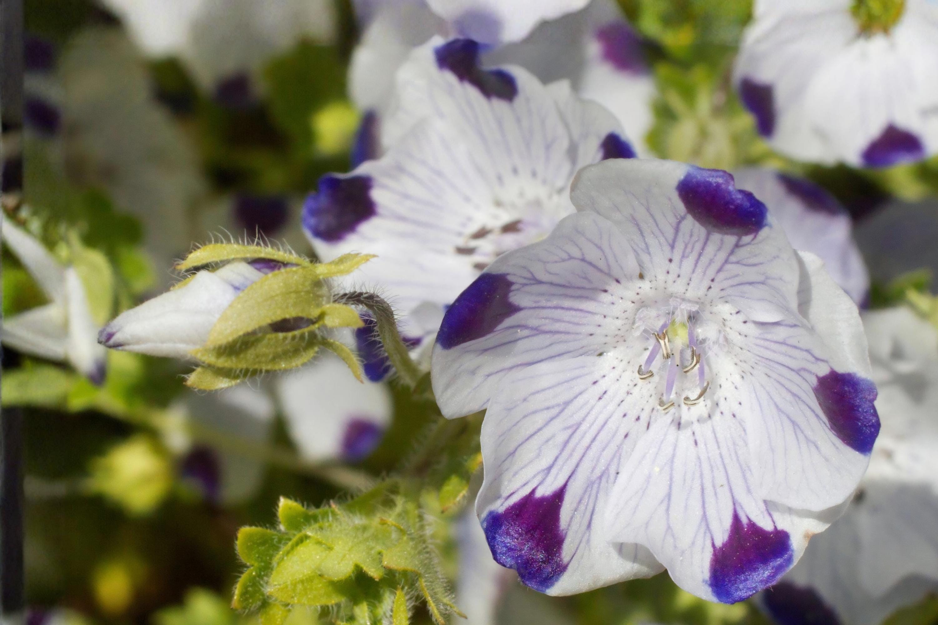 Tussock Bellflower Seeds 100 Pack, Campanula carpatica, Blue Violet Perennial for Borders, Rock Gardens & Containers