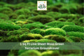 Live Sheet Moss Groundcover 1 sq ft Green Natural Indoor Outdoor for Terrariums & Gardens