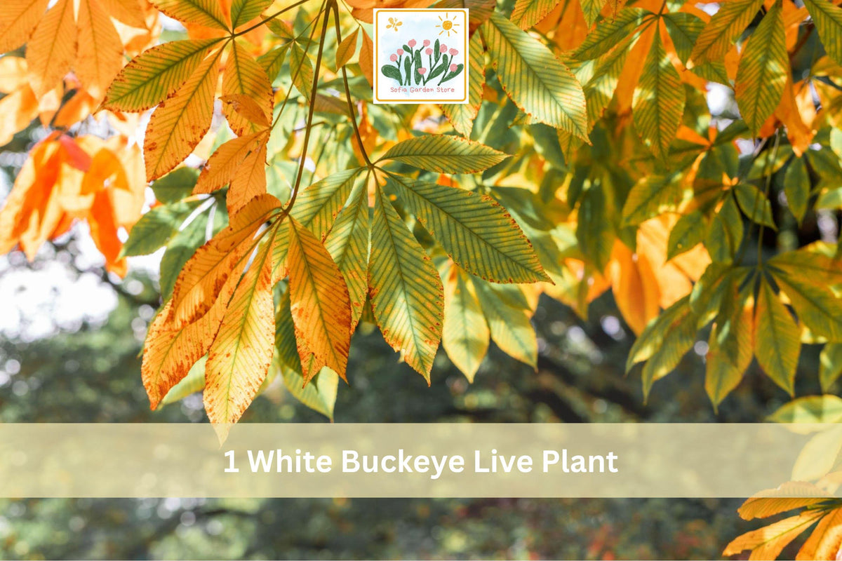 White Buckeye Bare Root Tree - Aesculus spp. Live Plant, Seasonal Flowering, Hardy Landscape Tree