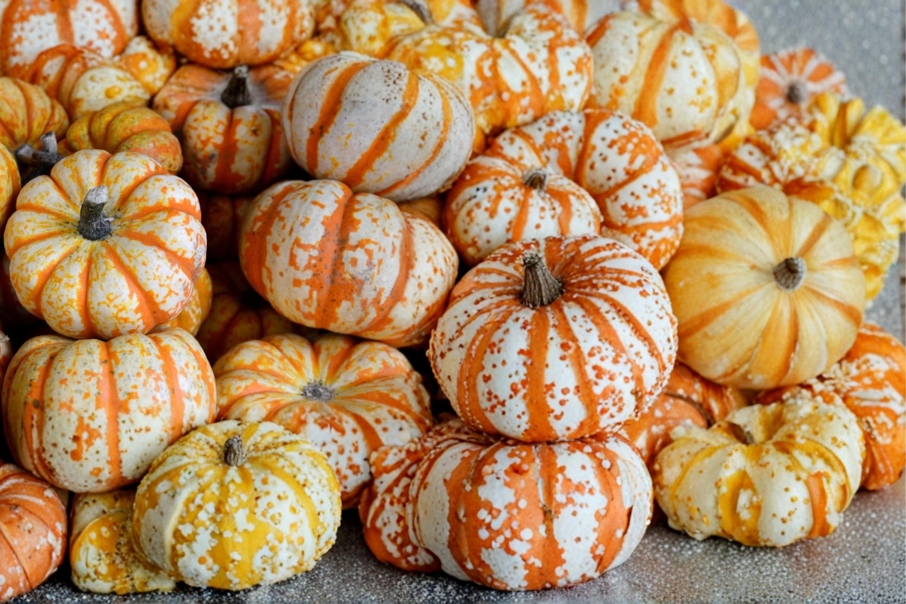 Striped Pumpkin Seeds – Cucurbita pepo, White Fruit with Red Veining, Ornamental & Seasonal Harvest Plant