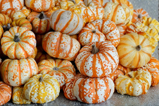 Striped Pumpkin Seeds – Cucurbita pepo, White Fruit with Red Veining, Ornamental & Seasonal Harvest Plant