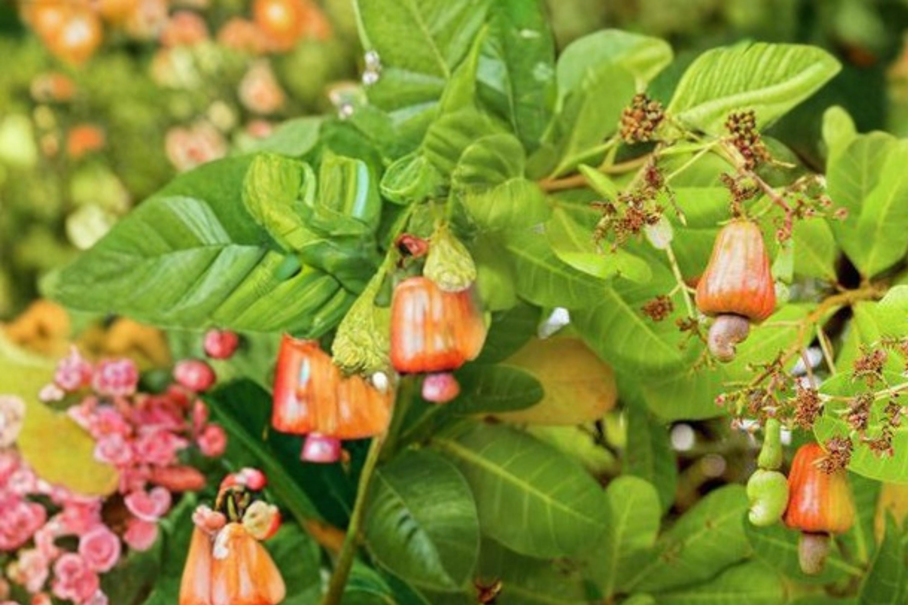 Cashew Tree Seeds – Anacardium occidentale – Tropical Nut Tree for Edible Seeds & Cashew Apple
