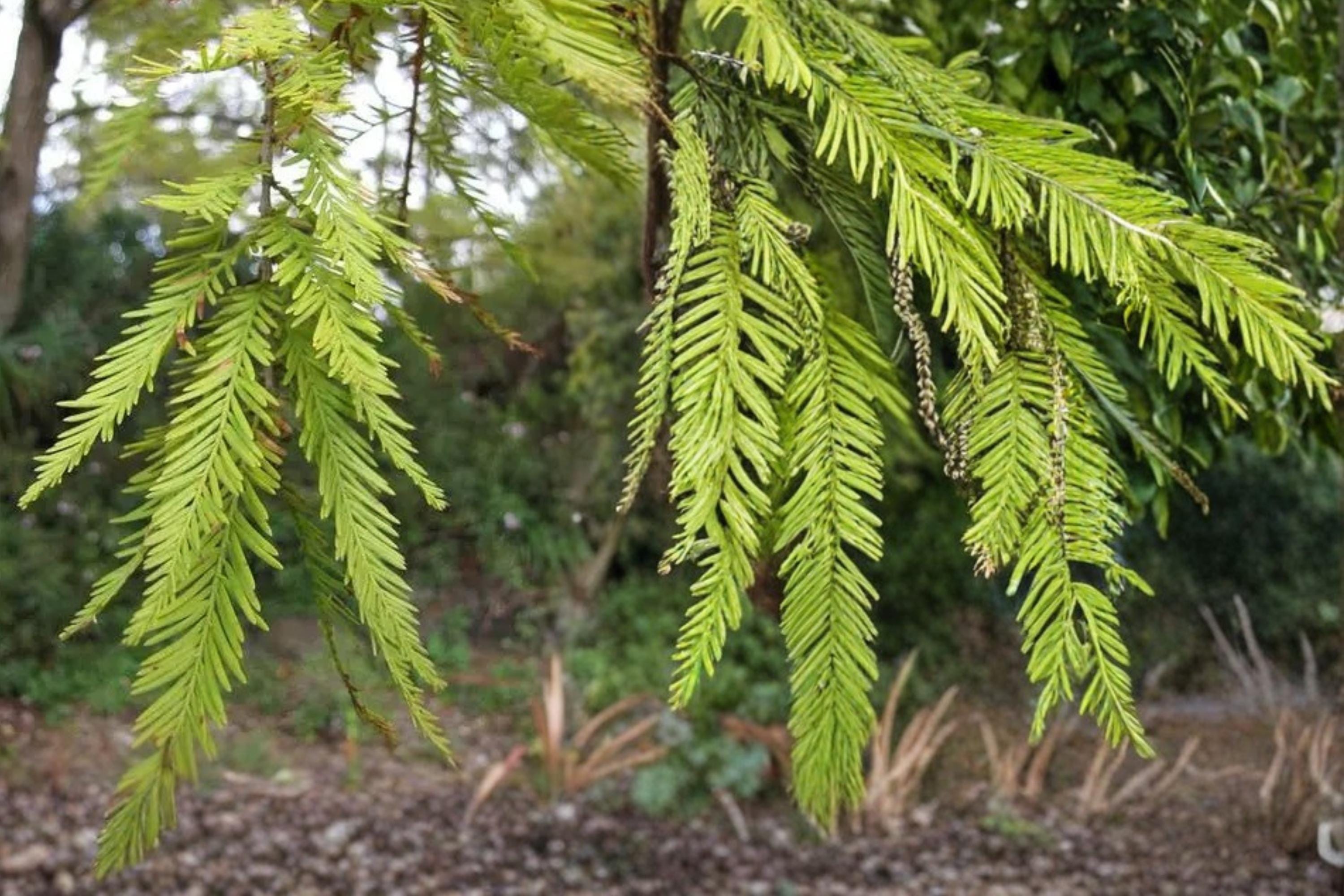 Bald Cypress Seeds – Taxodium distichum – Wetland Tree with Feathery Foliage for Landscape and Water Gardens