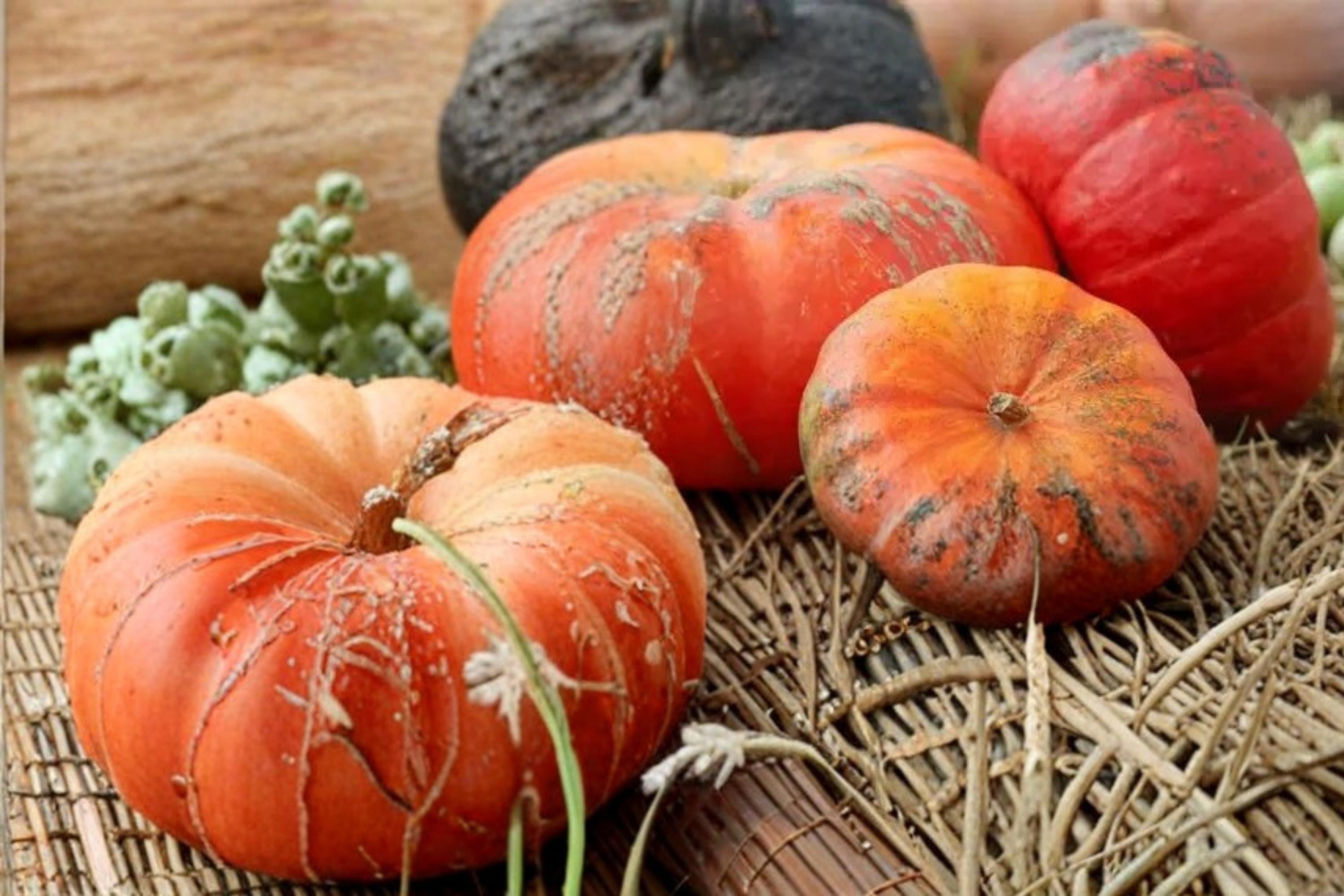 Rouge Vif Pumpkin Seeds – Cucurbita maxima, Ornamental & Culinary Fall Garden Plant