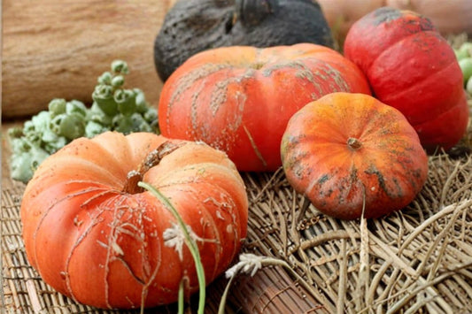 Rouge Vif Pumpkin Seeds – Cucurbita maxima, Ornamental & Culinary Fall Garden Plant
