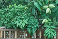 Butternut Tree Seeds – Juglans cinerea – Edible Nut Tree with Broad Canopy for Landscaping and Nut Production