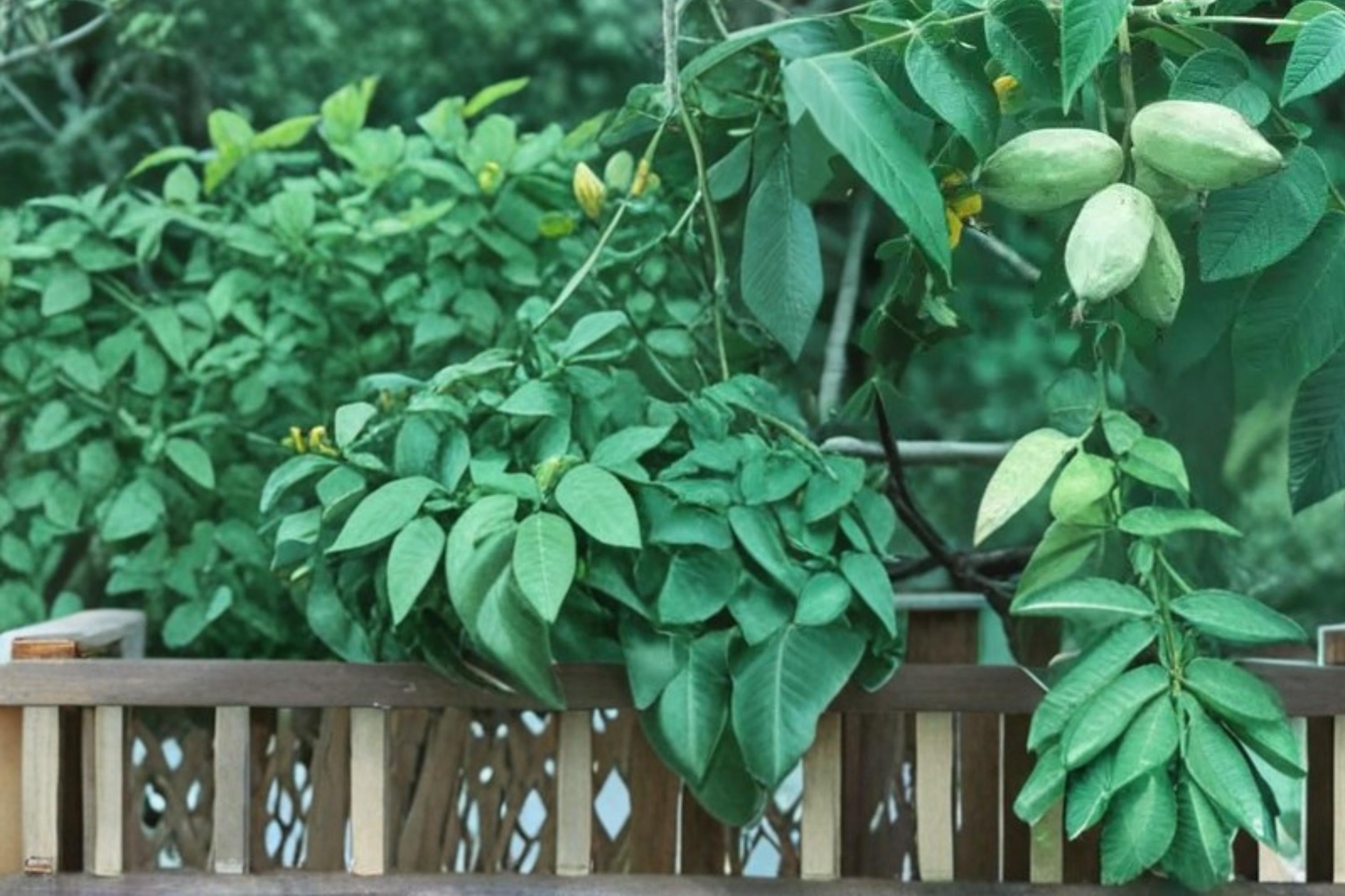 Butternut Tree Seeds – Juglans cinerea – Edible Nut Tree with Broad Canopy for Landscaping and Nut Production