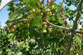 Pistachio Tree Seeds – Pistacia vera Nut Tree for Dry Climates, Edible Pistachios, Full Sun, Well-Drained Soil