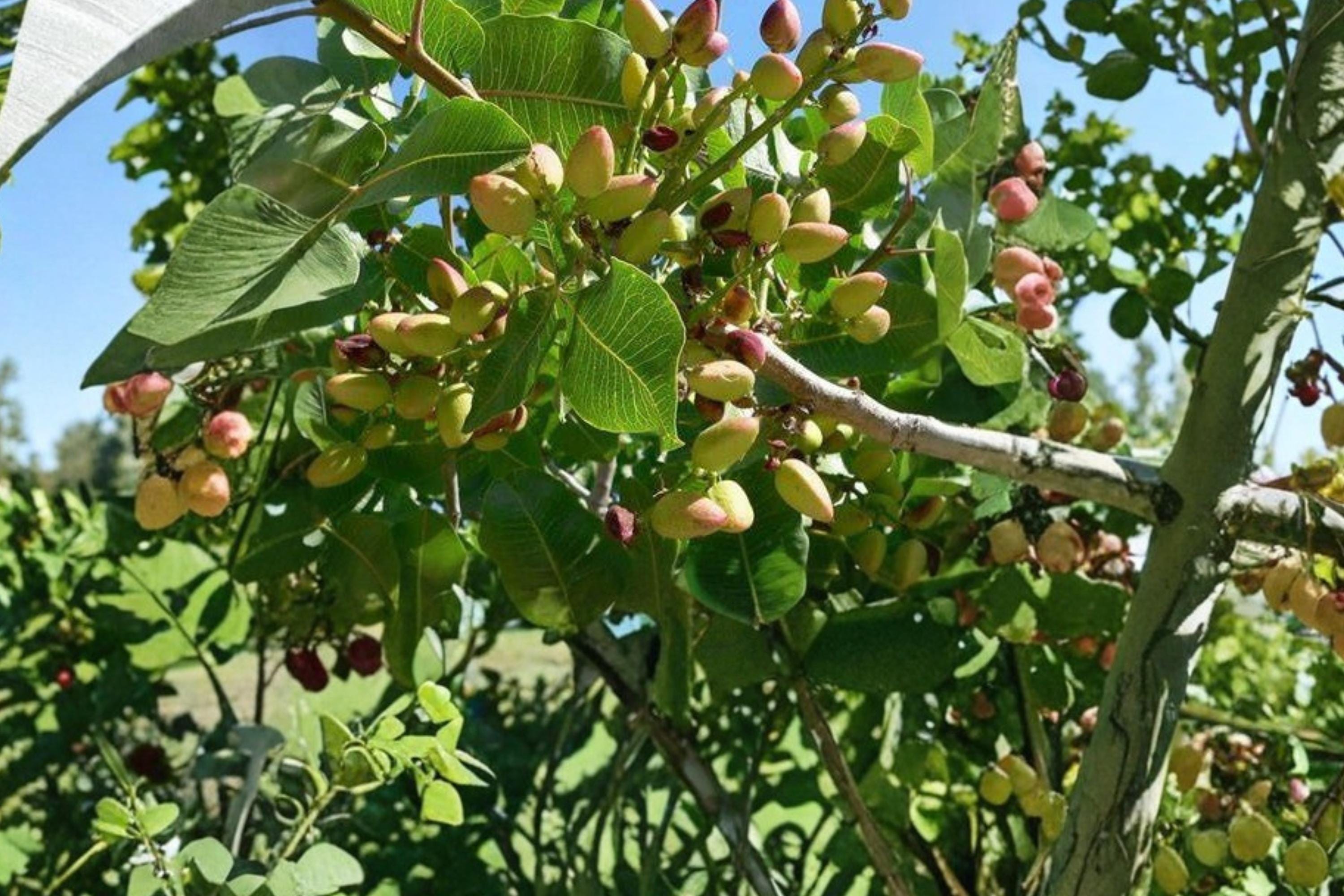 Pistachio Tree Seeds – Pistacia vera Nut Tree for Dry Climates, Edible Pistachios, Full Sun, Well-Drained Soil