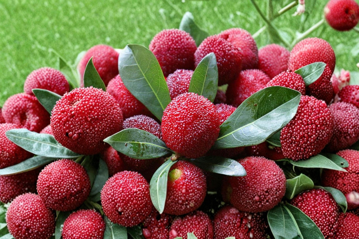 Yumberry Tree Seeds, Myrica rubra, Evergreen Fruit Tree with Red to Purple Berries, Tropical Garden Plant