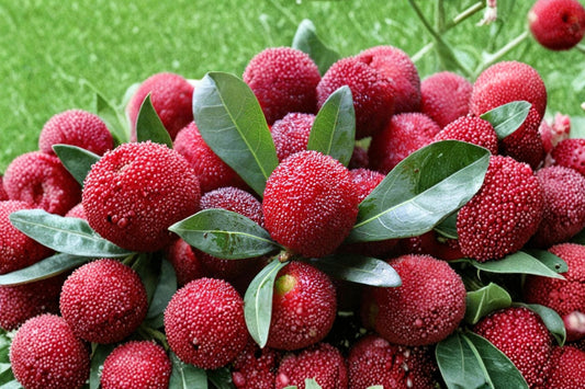Yumberry Tree Seeds, Myrica rubra, Evergreen Fruit Tree with Red to Purple Berries, Tropical Garden Plant