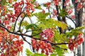 Pink Shower Tree Seeds – Cassia grandis Tropical Flowering Tree with Pink Blooms & Seed Pods