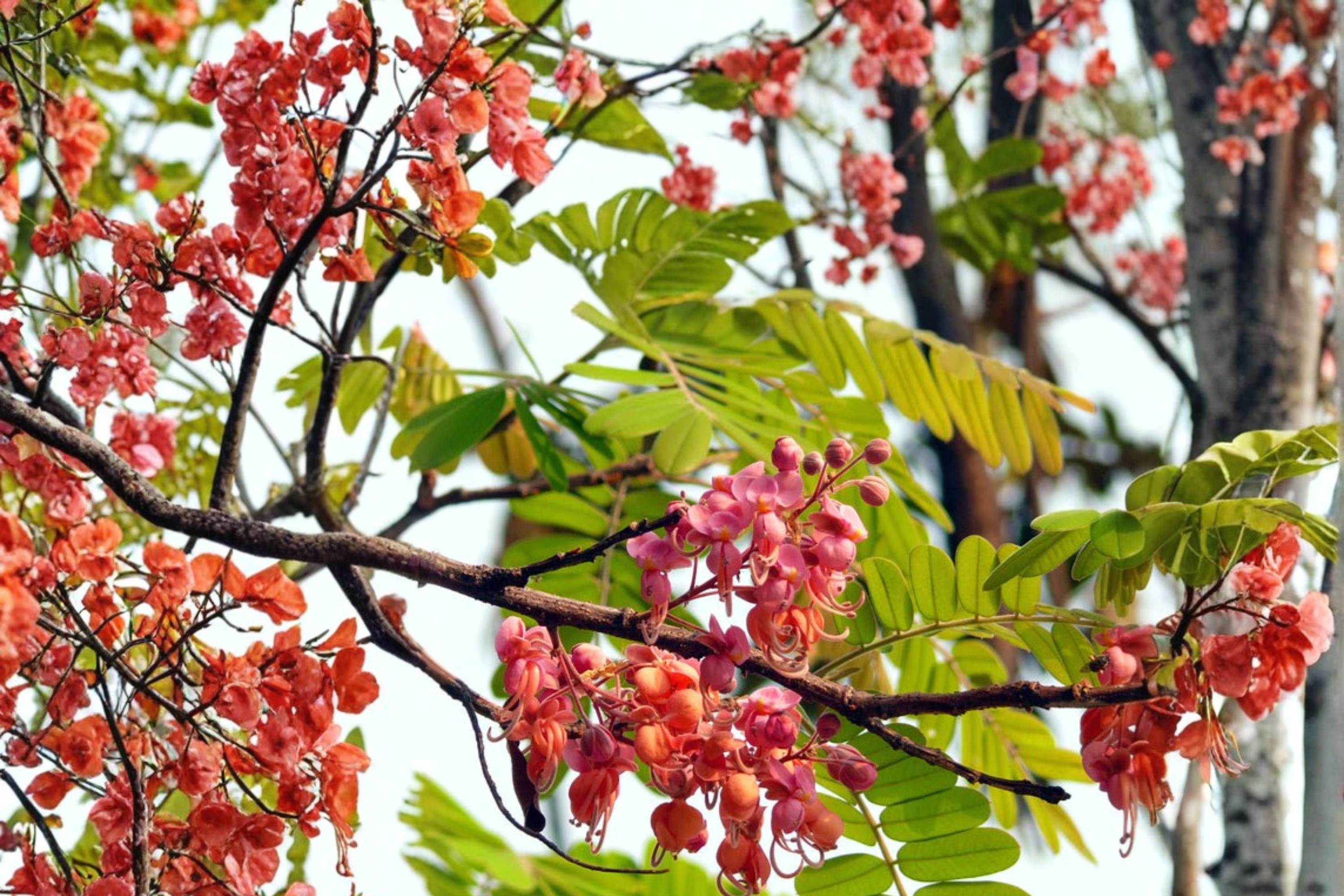 Pink Shower Tree Seeds – Cassia grandis Tropical Flowering Tree with Pink Blooms & Seed Pods