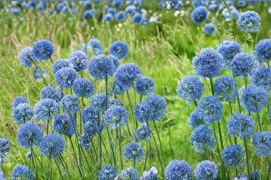 Blue Allium Bulbs – Allium caeruleum, Perennial Flowering Bulb with Blue Globe-Shaped Blooms for Garden Borders