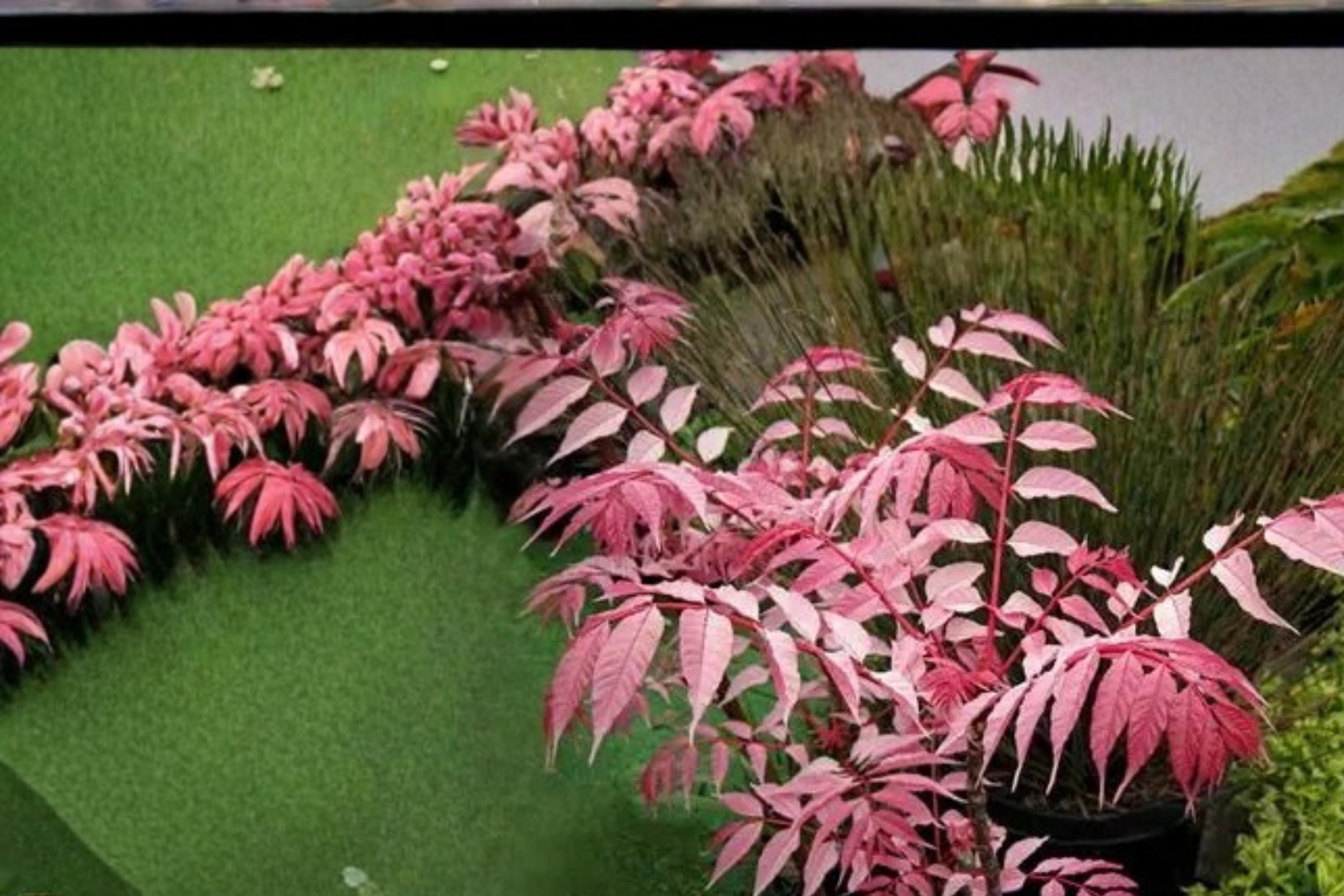 Chinese Toon Tree Seeds – Toona sinensis, Edible Foliage Ornamental Deciduous Tree, Pink New Growth